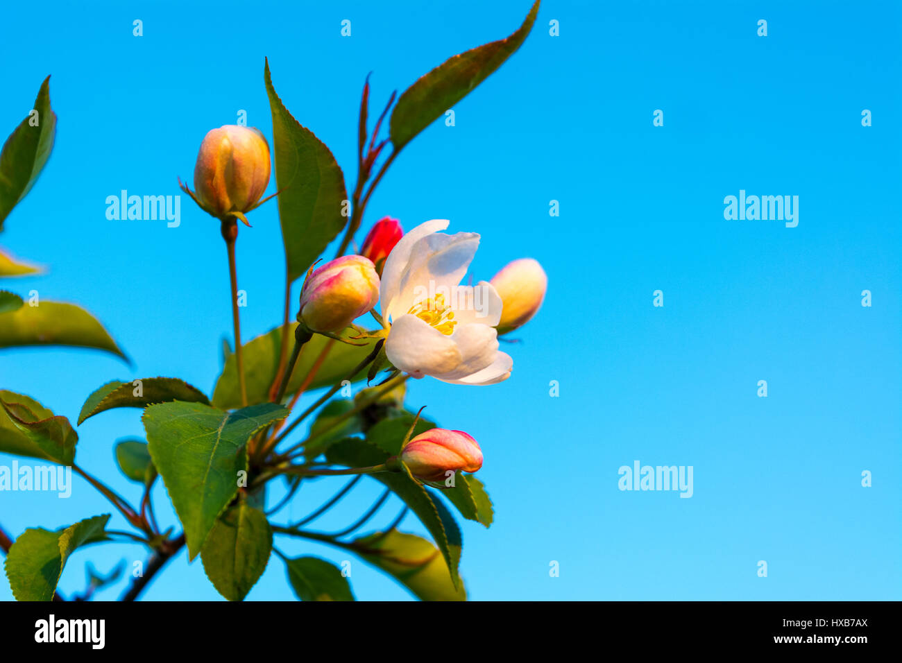 Apple blossom buds of creamy white sometimes tinged pink on blue sky background. Beautiful spring flowers Stock Photo