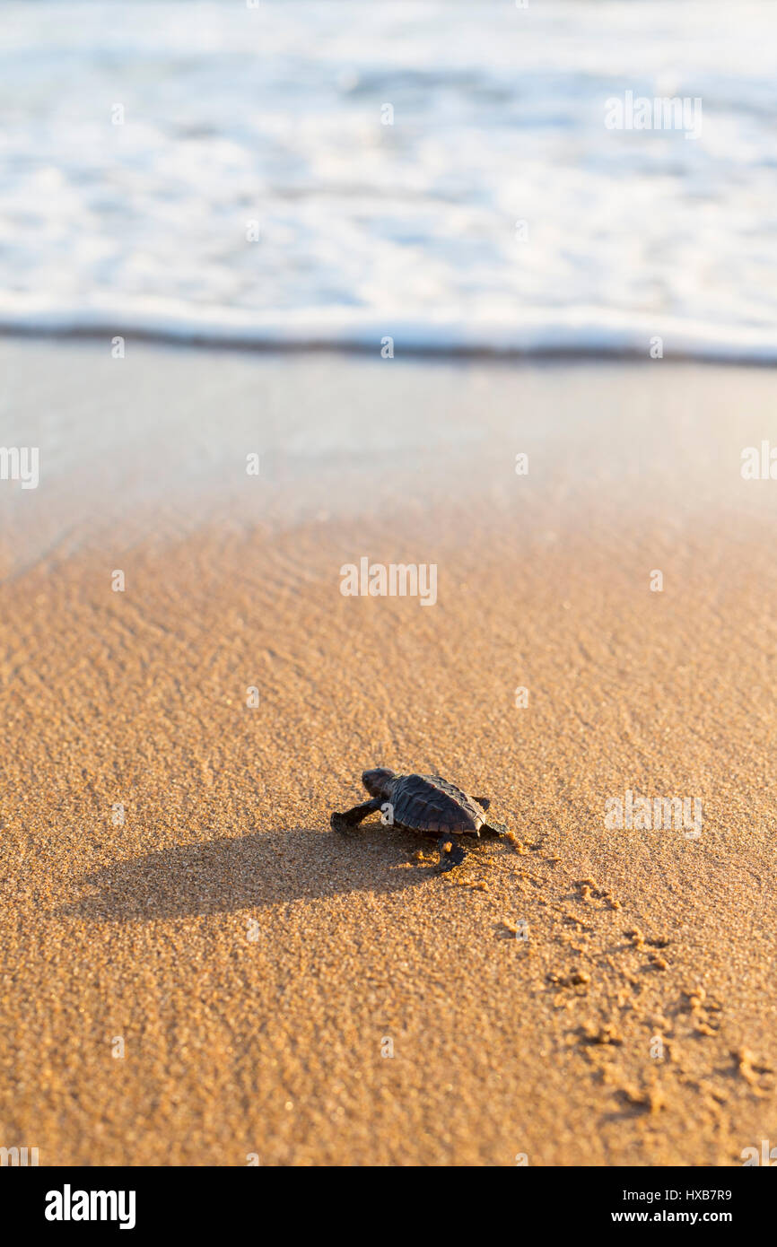 Baby Loggerhead Turtle Caretta Caretta Making Its Journey To The Sea Baby Loggerhead Turtle Caretta Caretta Making Its Journey To The Sea