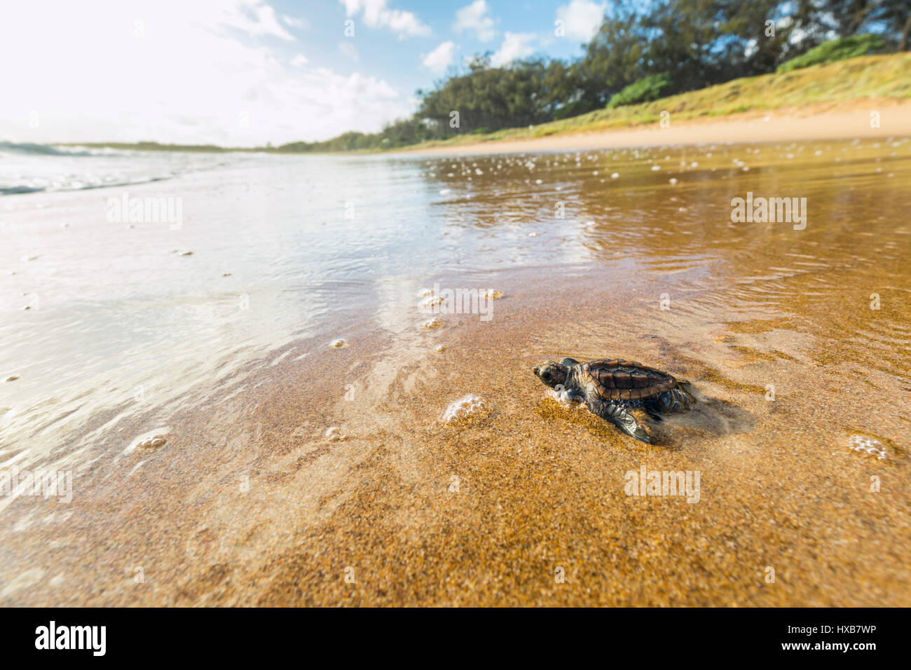 Baby loggerhead turtle (Caretta caretta) making its journey to the sea.   Mon Repos Conservation Park, Bundaberg, Queensland, Australia Stock Photo