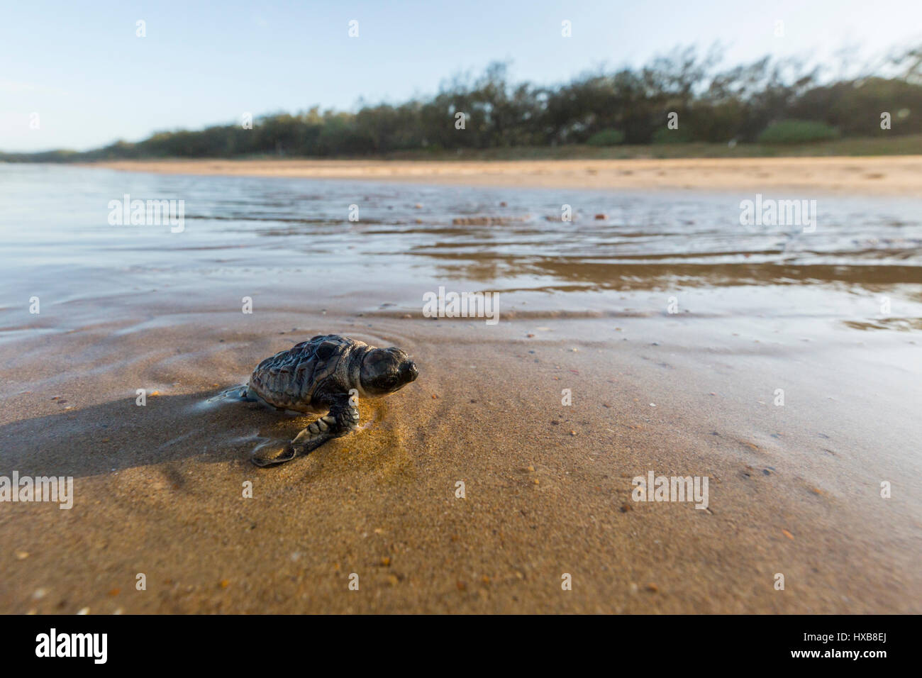 Baby Loggerhead Turtle Caretta Caretta Making Its Journey To The Sea Baby Loggerhead Turtle Caretta Caretta Making Its Journey To The Sea