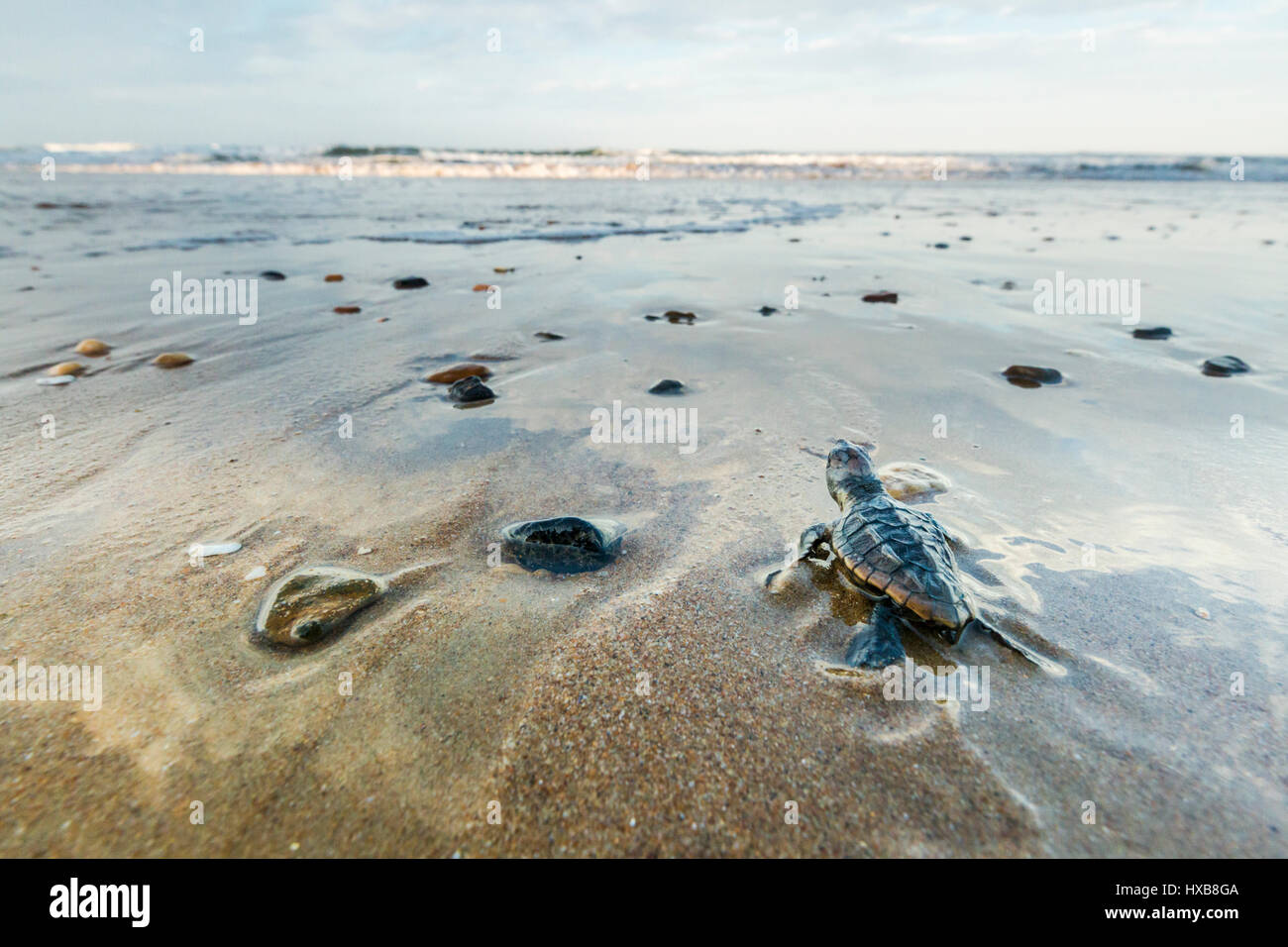 Baby loggerhead turtle (Caretta caretta) making its journey to the sea.   Mon Repos Conservation Park, Bundaberg, Queensland, Australia Stock Photo