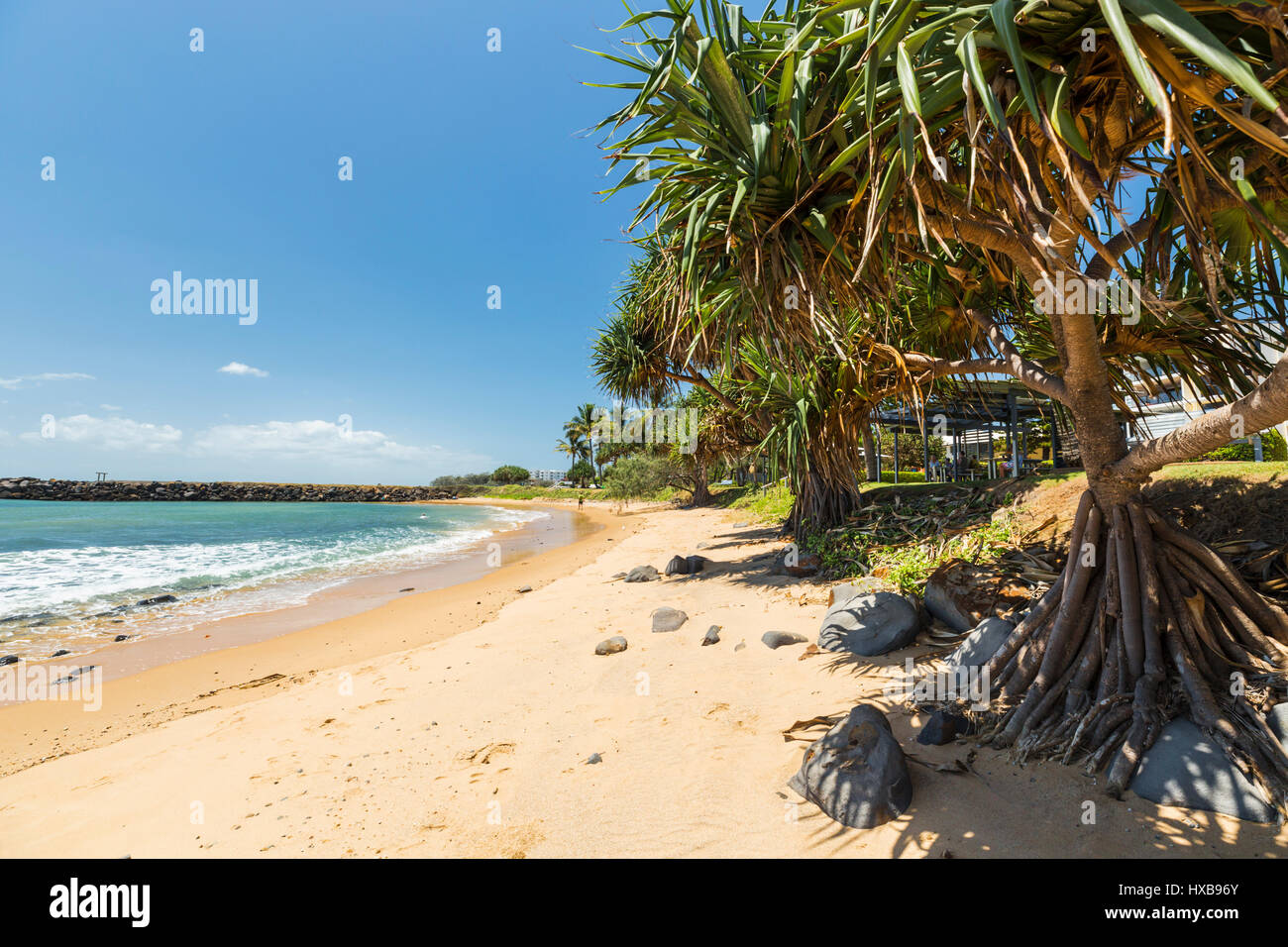 Pandanus palms along the beach at Bargara,  Bundaberg, Queensland, Australia Stock Photo