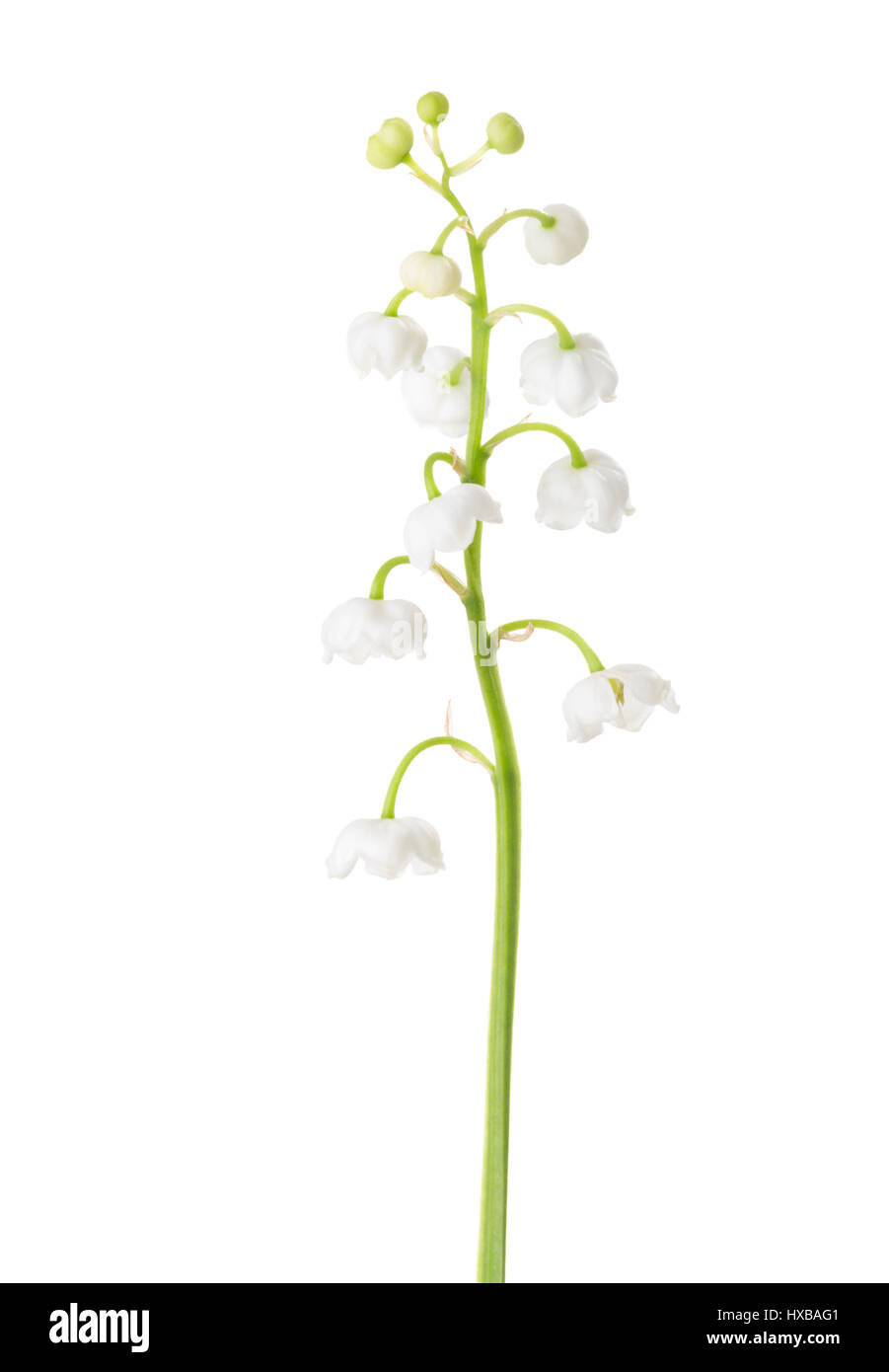 Lily of the Valley isolated on white background Stock Photo - Alamy