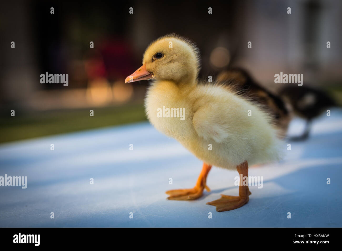 Shutterstock Stock Photo Alamy