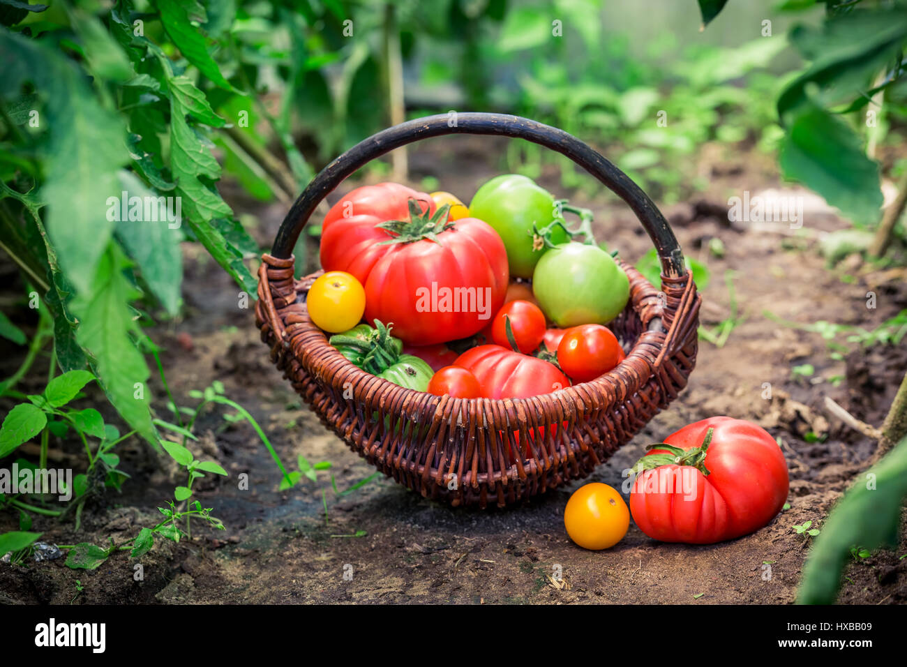 Fresh tomatoes in wicker basket Stock Photo - Alamy