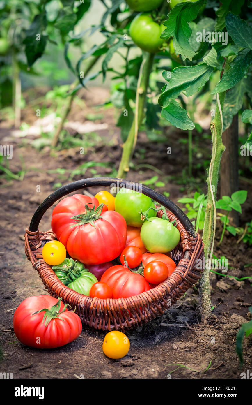 Juicy tomatoes in wicker basket Stock Photo - Alamy