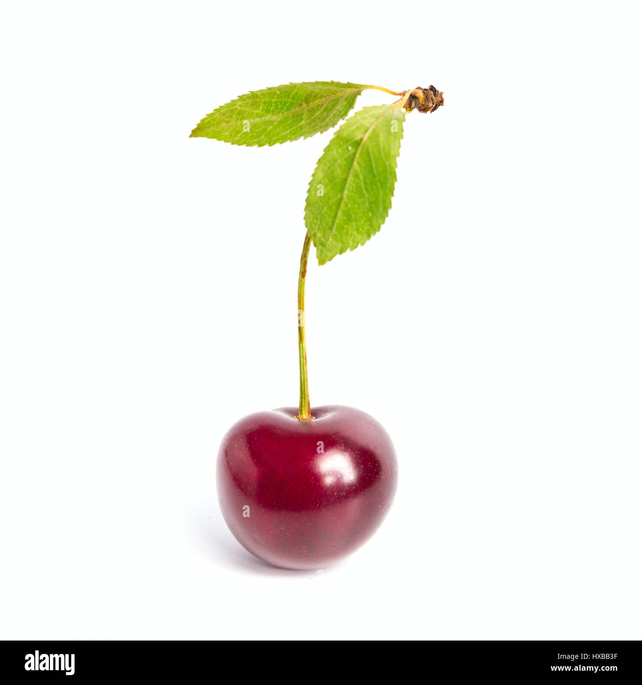 Fresh cherry fruits hi-res stock photography and images - Alamy