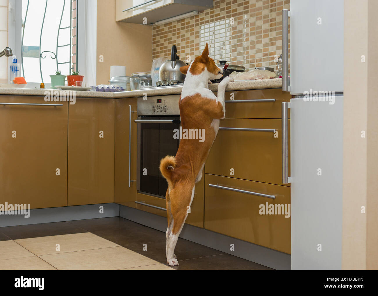 Hungry basenji dog thoroughly inspecting kitchen while being home alone Stock Photo