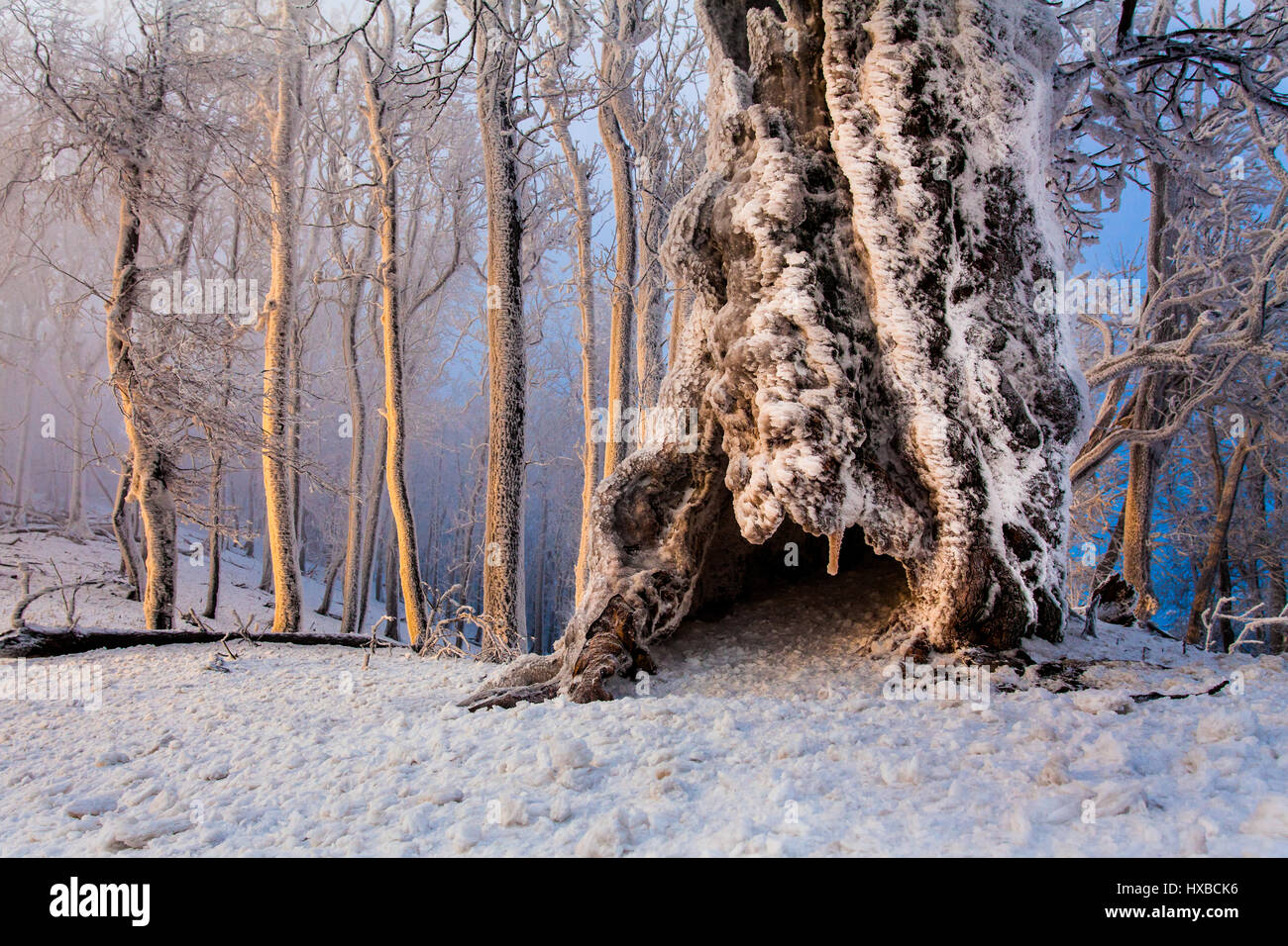 Frosty old hollow oak in a morning sun Stock Photo Alamy