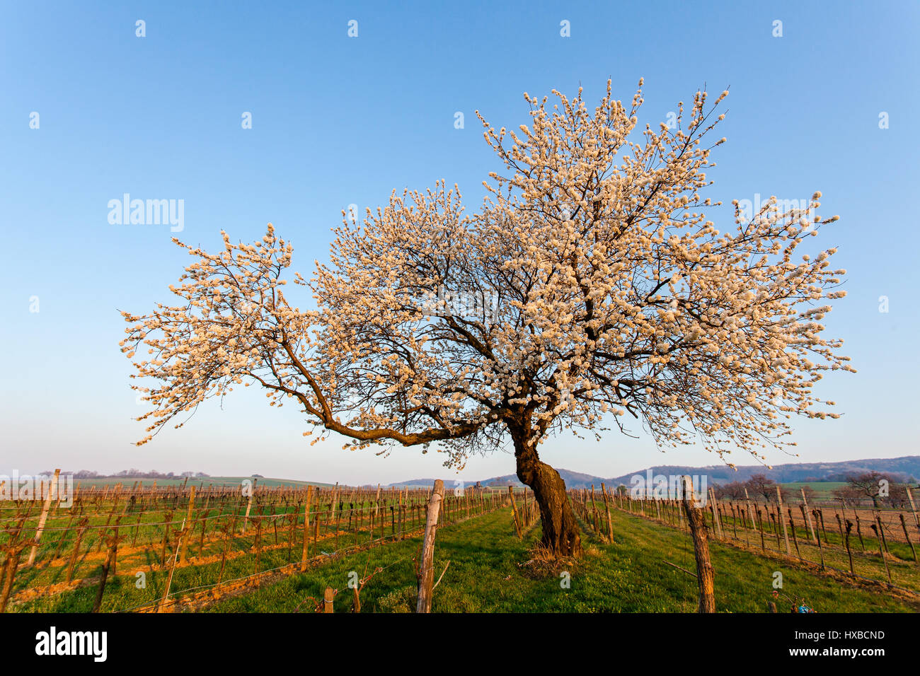 Cherry tree beautiful woman harvest hi-res stock photography and images ...