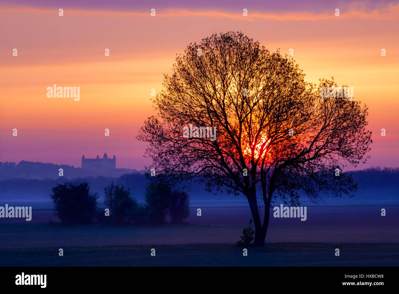 Sunrise with tree silhouette and morning fog Stock Photo - Alamy