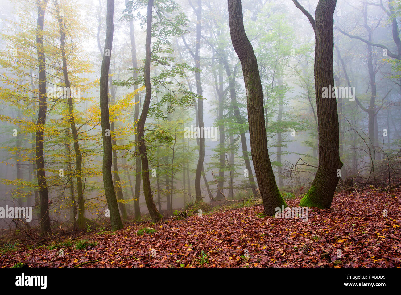 Foggy forest in Autumn Stock Photo - Alamy