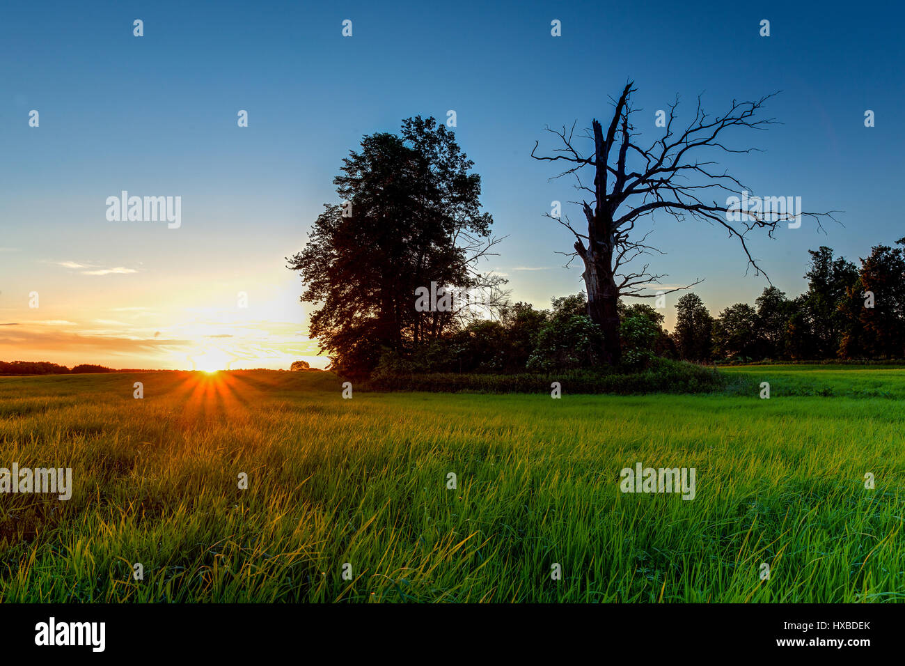 Beautiful sunset featuring meadow and an old tree Stock Photo - Alamy