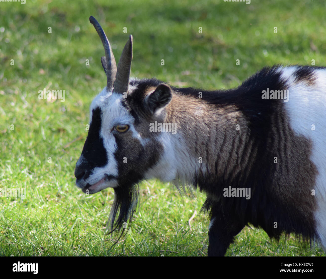 Domestic Goat Camperdown Zoo, Dundee Stock Photo Alamy