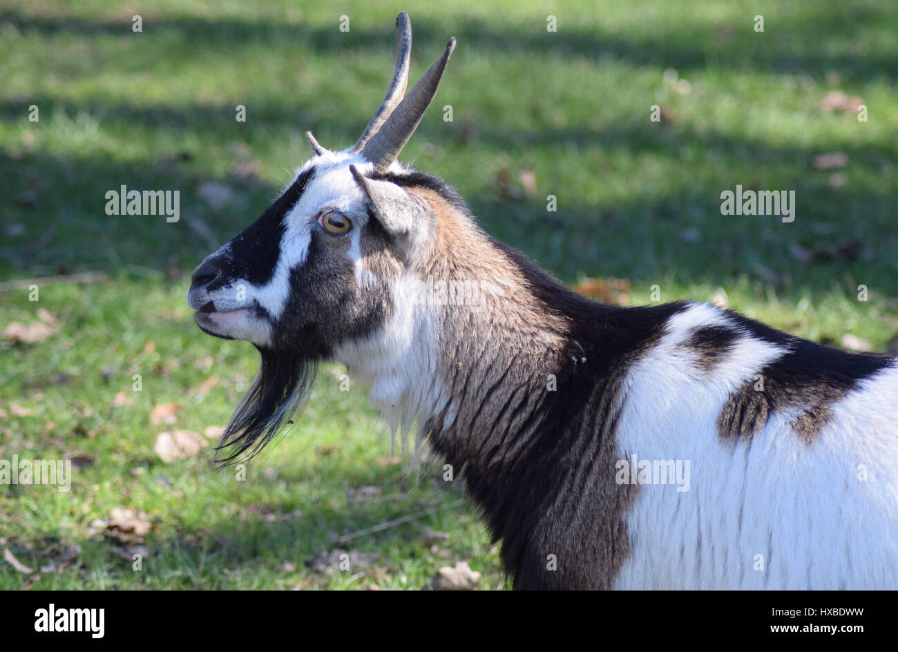 Camperdown park scotland hires stock photography and images Alamy