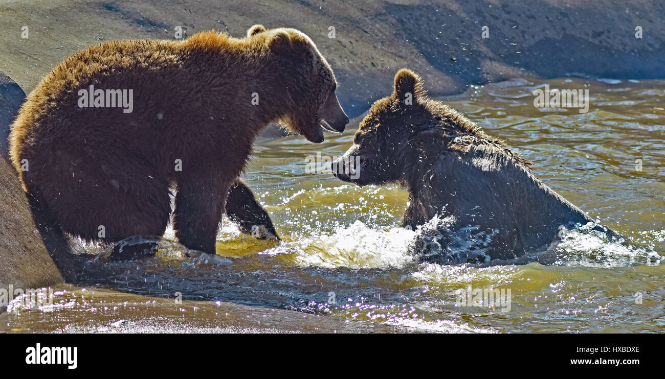 Young Brown Bears Playing in Water Camperdown Zoo, Dundee Stock Photo