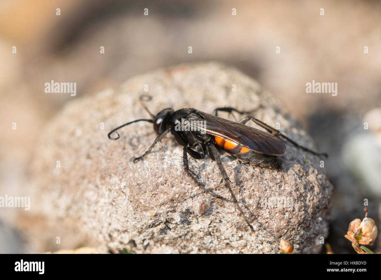 Black-banded spider wasp (Anoplius viaticus) in a sandy heathland habitat in Surrey, UK Stock Photo