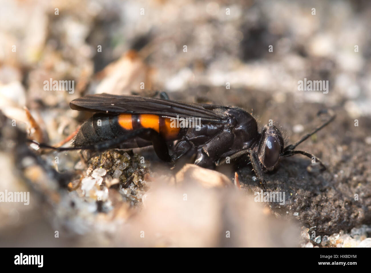 Black-banded spider wasp (Anoplius viaticus) in a sandy heathland habitat in Surrey, UK Stock Photo