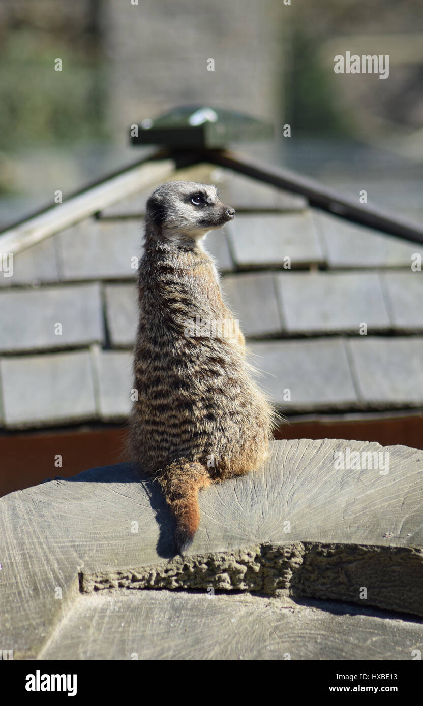 Meerkat on Lookout, Camperdown Park Zoo, Dundee Stock Photo Alamy
