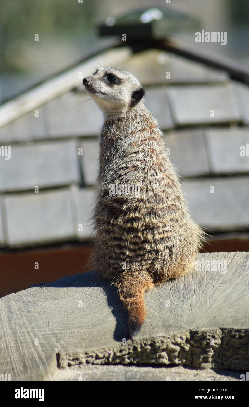 Meerkat on Lookout, Camperdown Park Zoo, Dundee Stock Photo Alamy