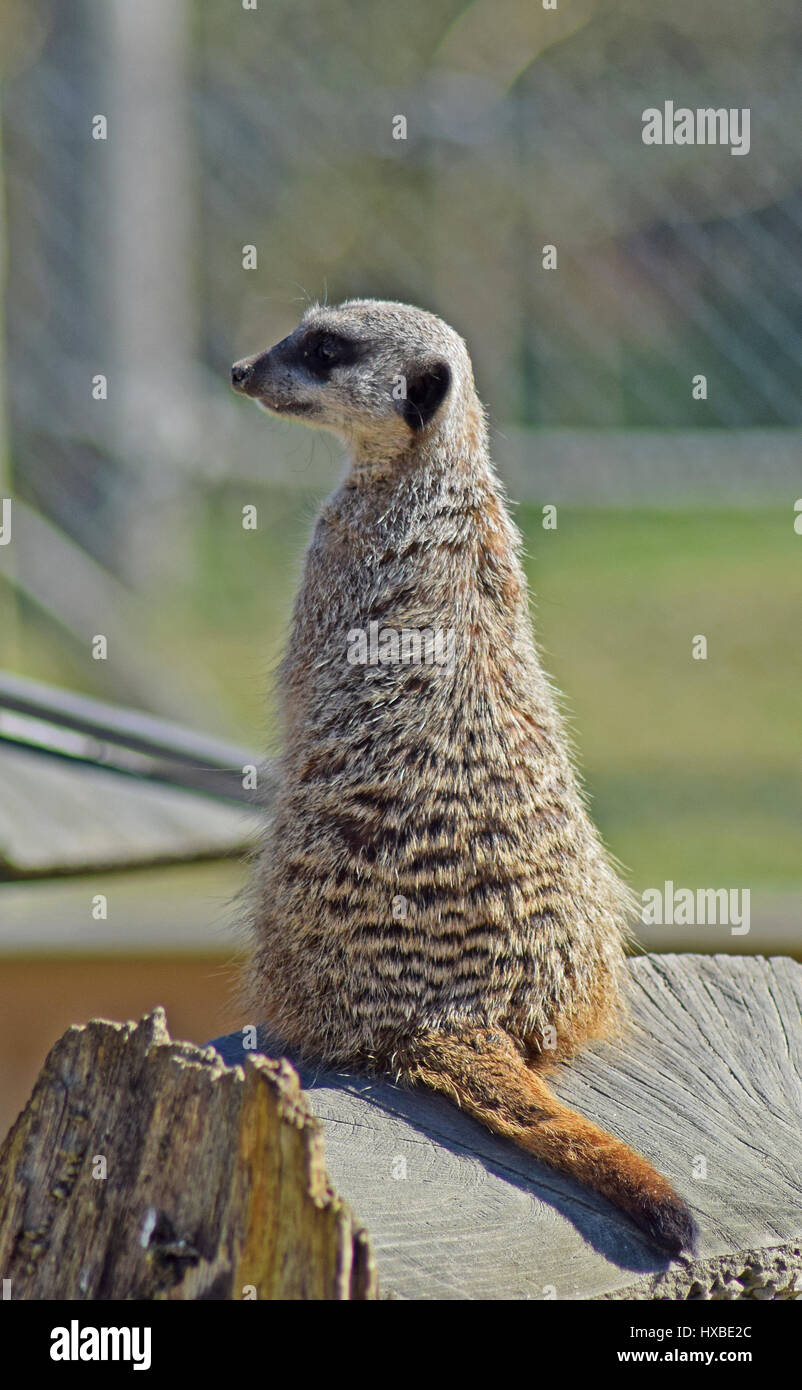 Meerkat on Lookout, Camperdown Park Zoo, Dundee Stock Photo Alamy