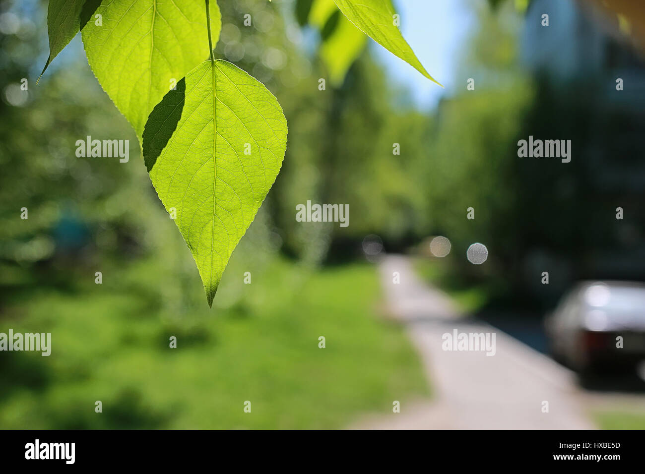 Green fresh leaves of trees on clear blue sky Stock Photo - Alamy