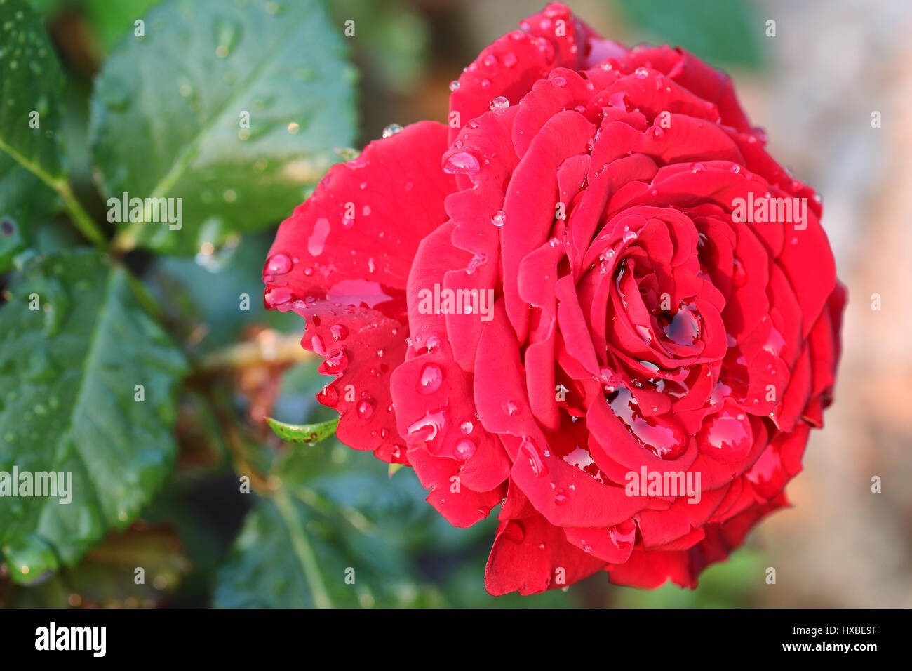 Rose Bud Drop High Resolution Stock Photography and Images Alamy