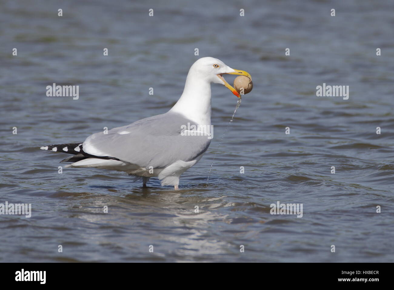 Herring Gull with egg Stock Photo Alamy