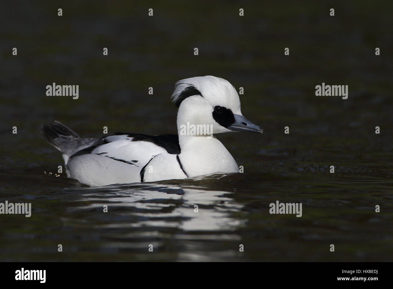 Drake Smew Stock Photo