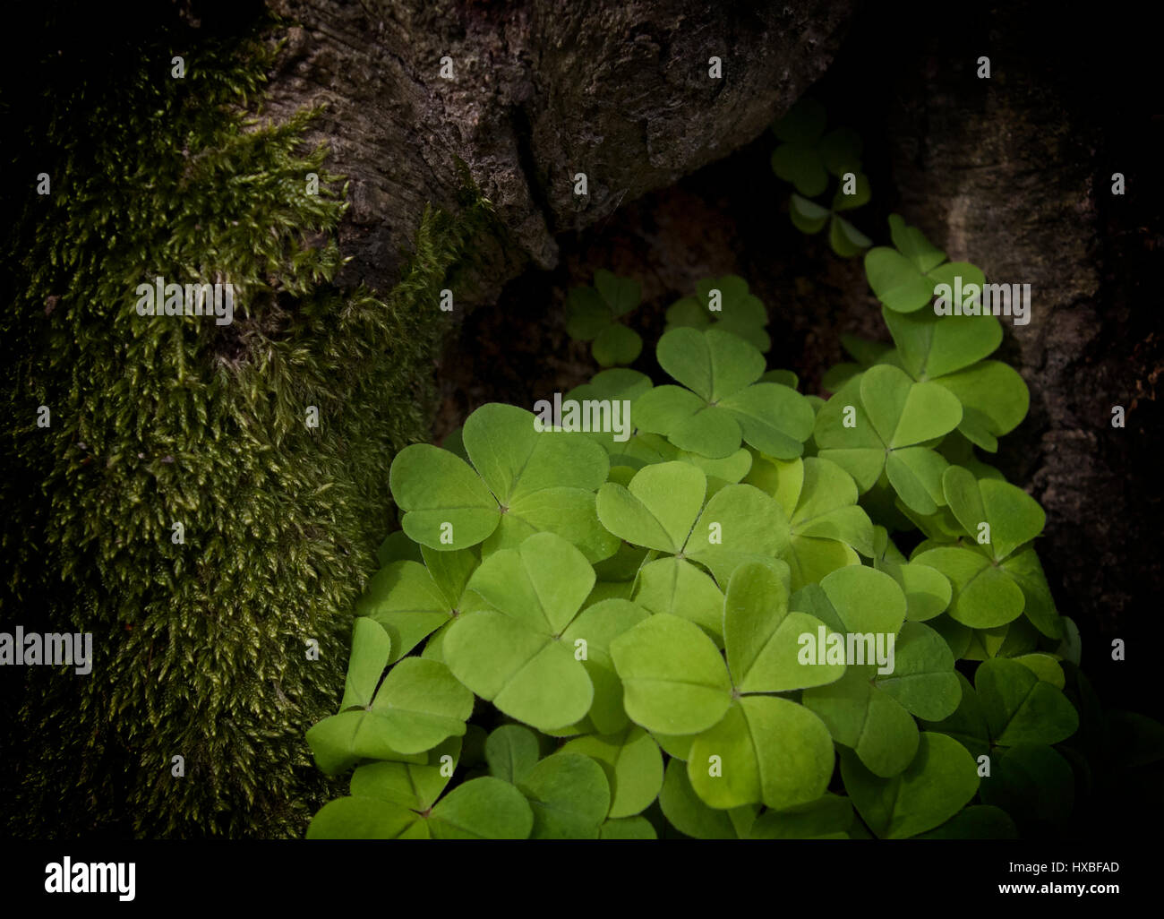 Shamrock. Green clover leaves grow under roots in carpathian forest Stock Photo