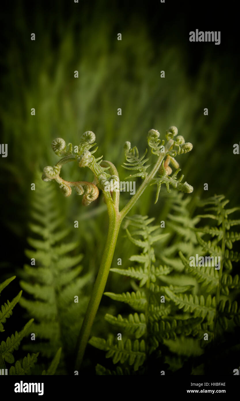 Young fern Stock Photo
