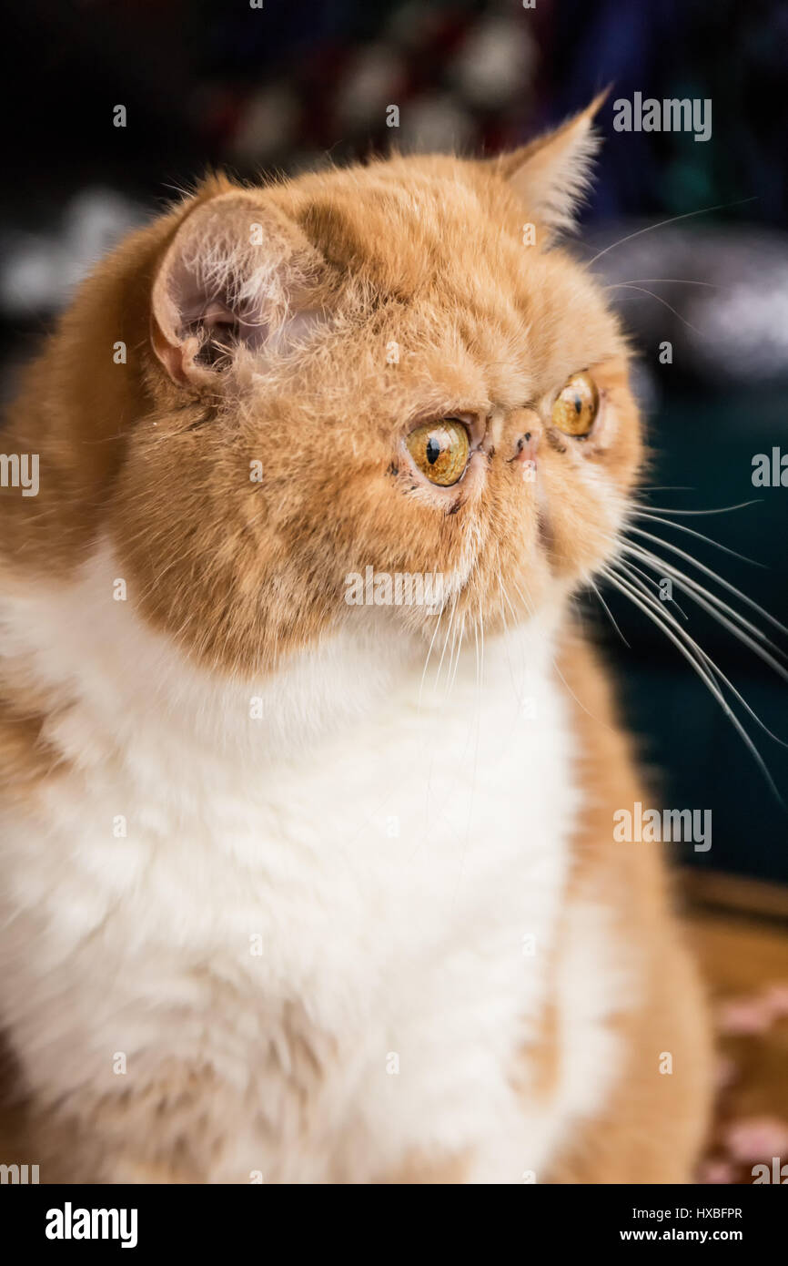 Portrait of a purebred Exotic Shorthair domestic cat, Smush.  The Exotic Shorthair is a breed of cat developed to be a short-haired version of the Per Stock Photo