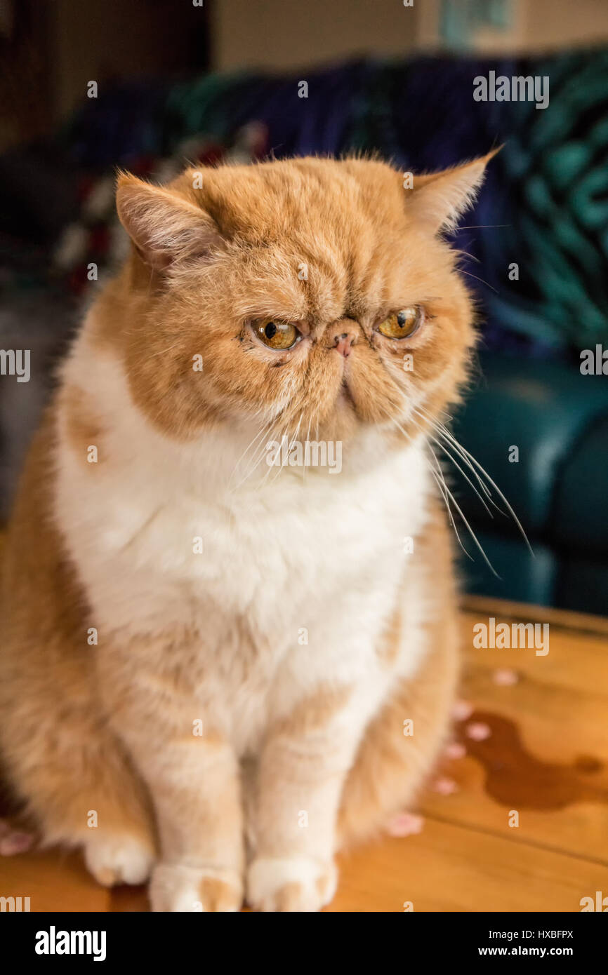 Portrait of a purebred Exotic Shorthair domestic cat, Smush.  The Exotic Shorthair is a breed of cat developed to be a short-haired version of the Per Stock Photo