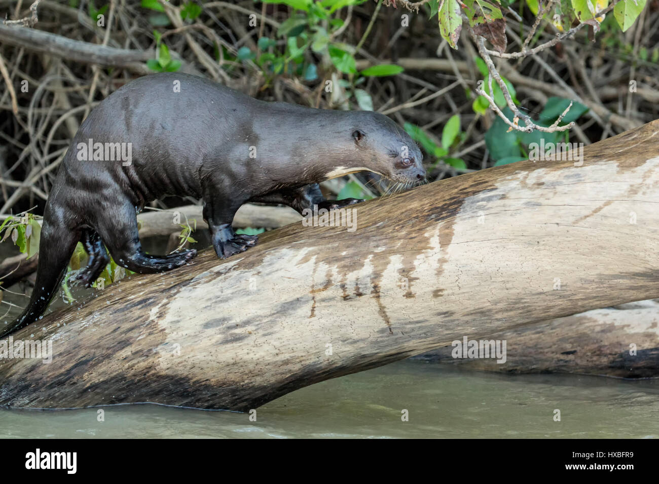 Giant River Otter on a log along the riverbank of the Cuiaba River in the Pantanal region, Mato Grosso, Brazil, South America Stock Photo