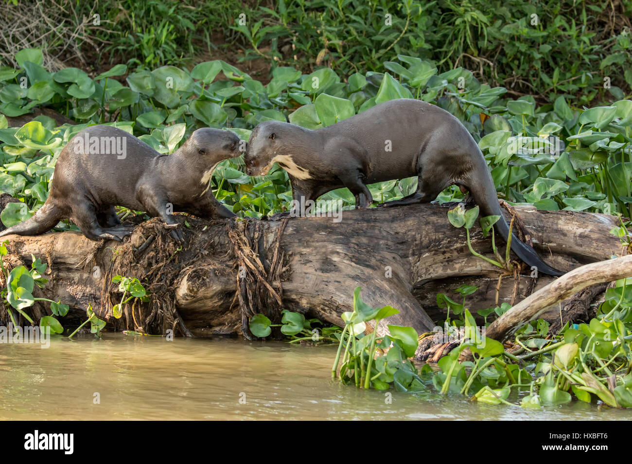 Two Giant River Otters playing on a log along the riverbank of the