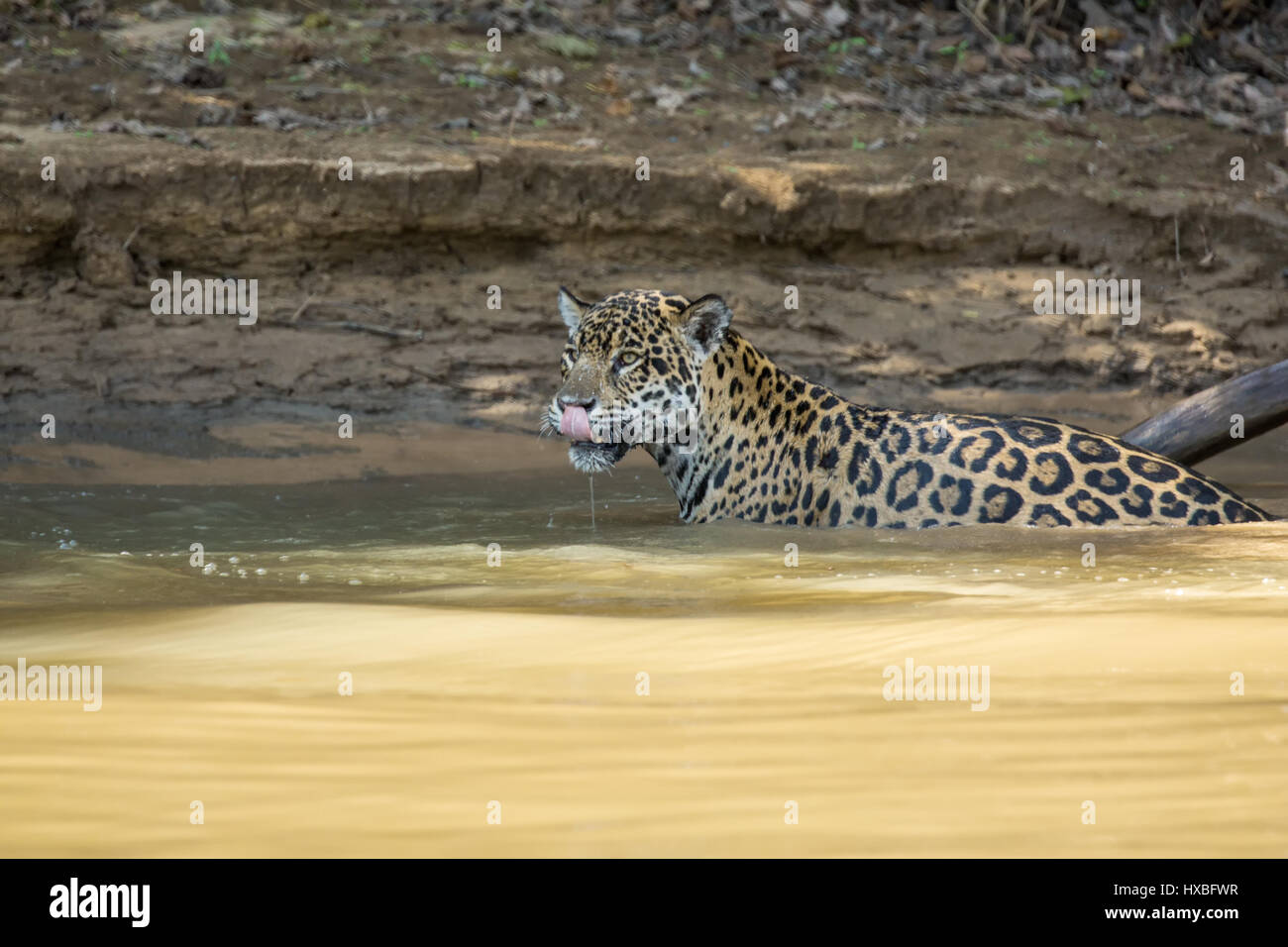 Mother jaguar climbing out of the Cuiaba River after a failed attempt to catch a Yacare Caiman for herself and her two cubs, along in the Pantanal Mat Stock Photo