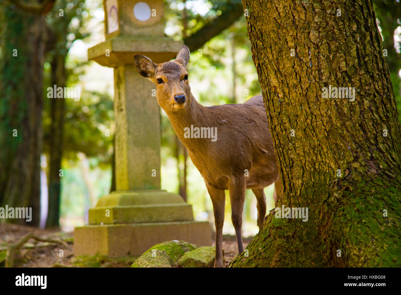 Deer in Nara Park Japan Stock Photo