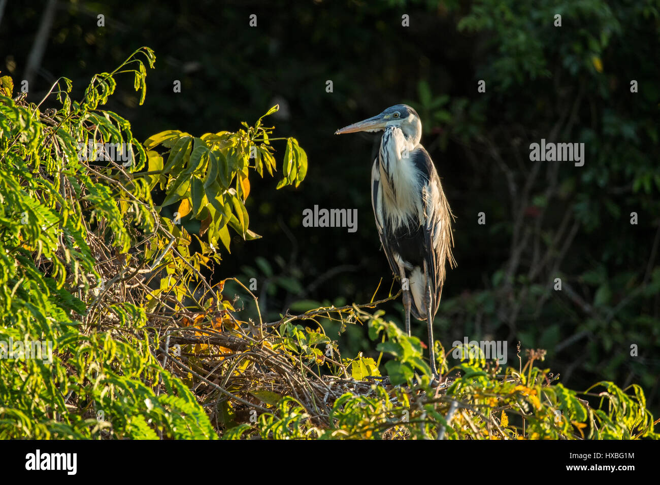 Cocoi Heron perched on a tree at sunset on the Cuiaba River in the Pantanal region, Mato Grosso, Brazil, South America Stock Photo
