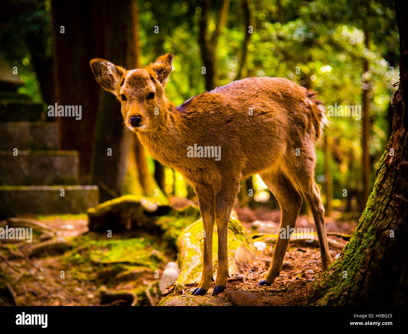 Deer in Nara Park Japan Stock Photo
