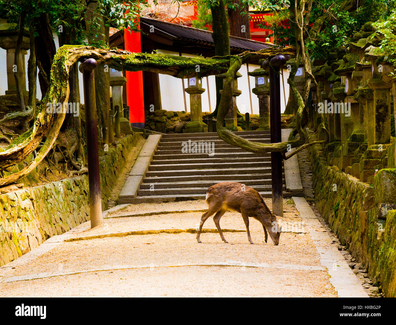Tame sika deer hi-res stock photography and images - Alamy
