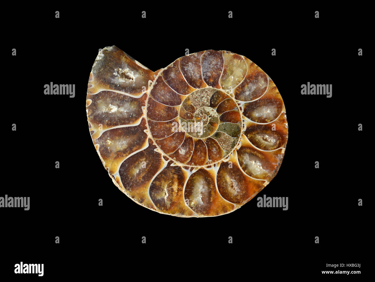 Fossil snail shell hires stock photography and images Alamy