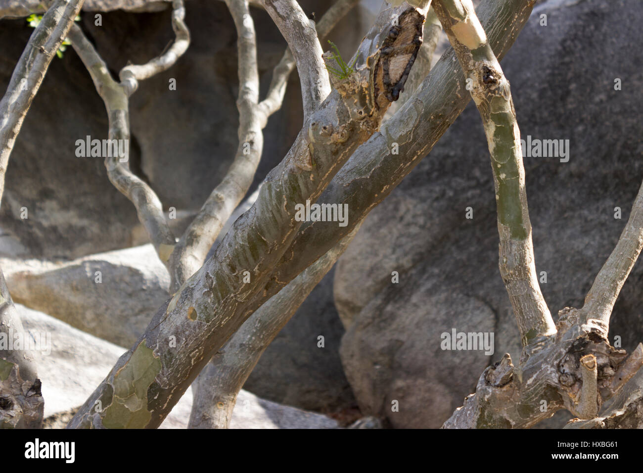 Divi divi tree branches seen close up in the Aruba Garden with boulders in the background. Stock Photo