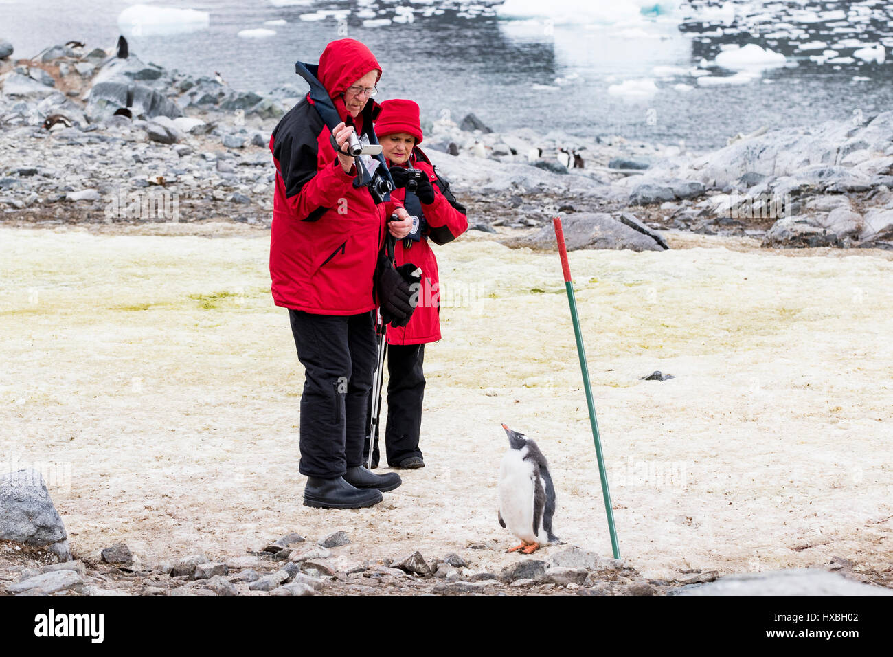 Antarctica tourists with penguins. Penguin chick looks up at Antarctic tourist. Stock Photo