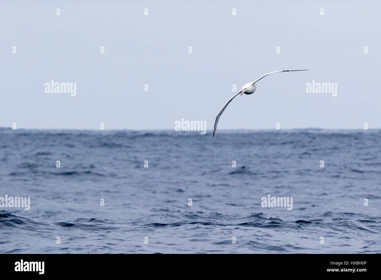 Wandering albatross bird flying above Drake Passage near Antarctica, Antarctic. (Diomedea exulans). Stock Photo