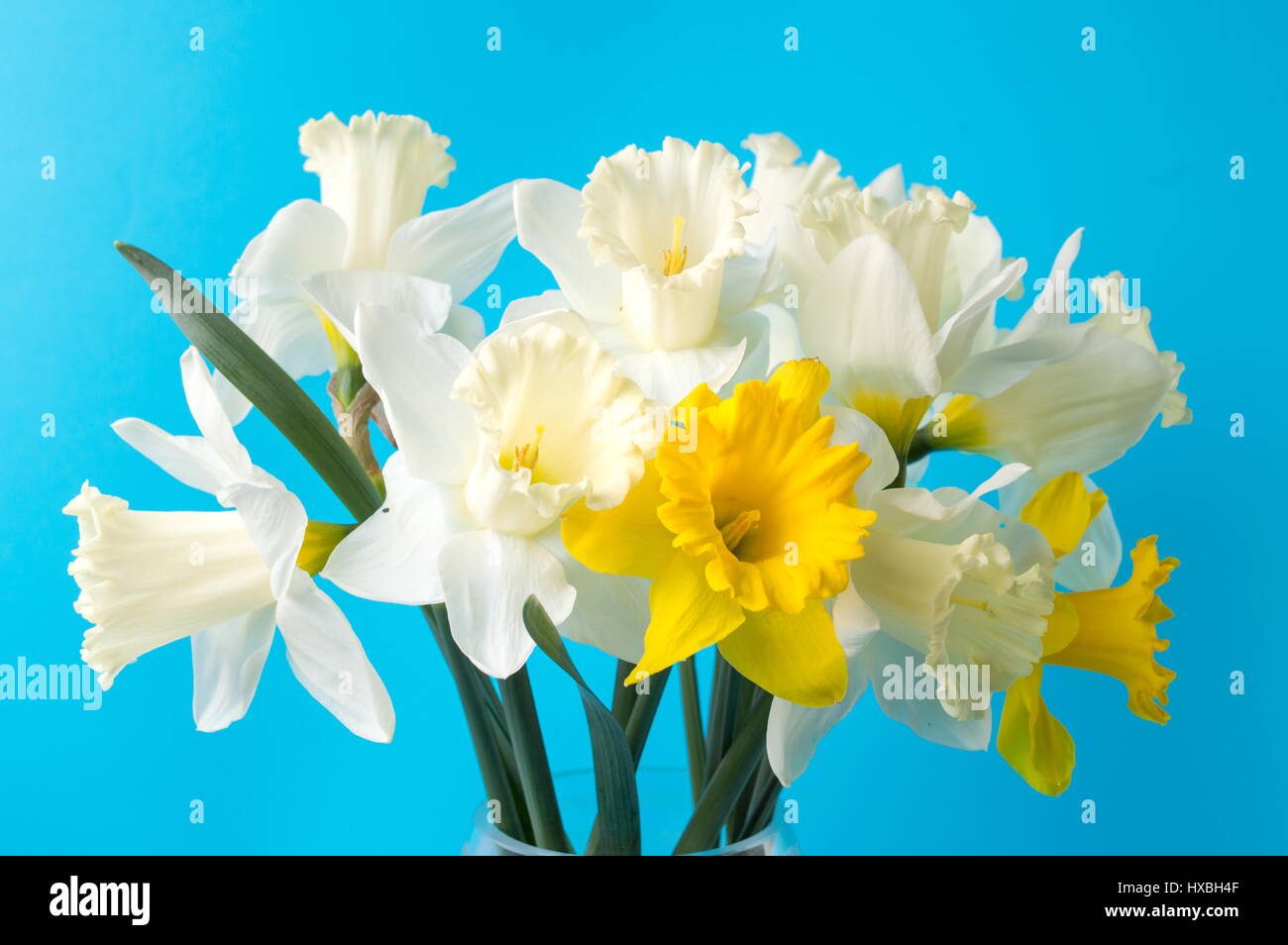 Narcissus flowers against blue background. Spring time Stock Photo