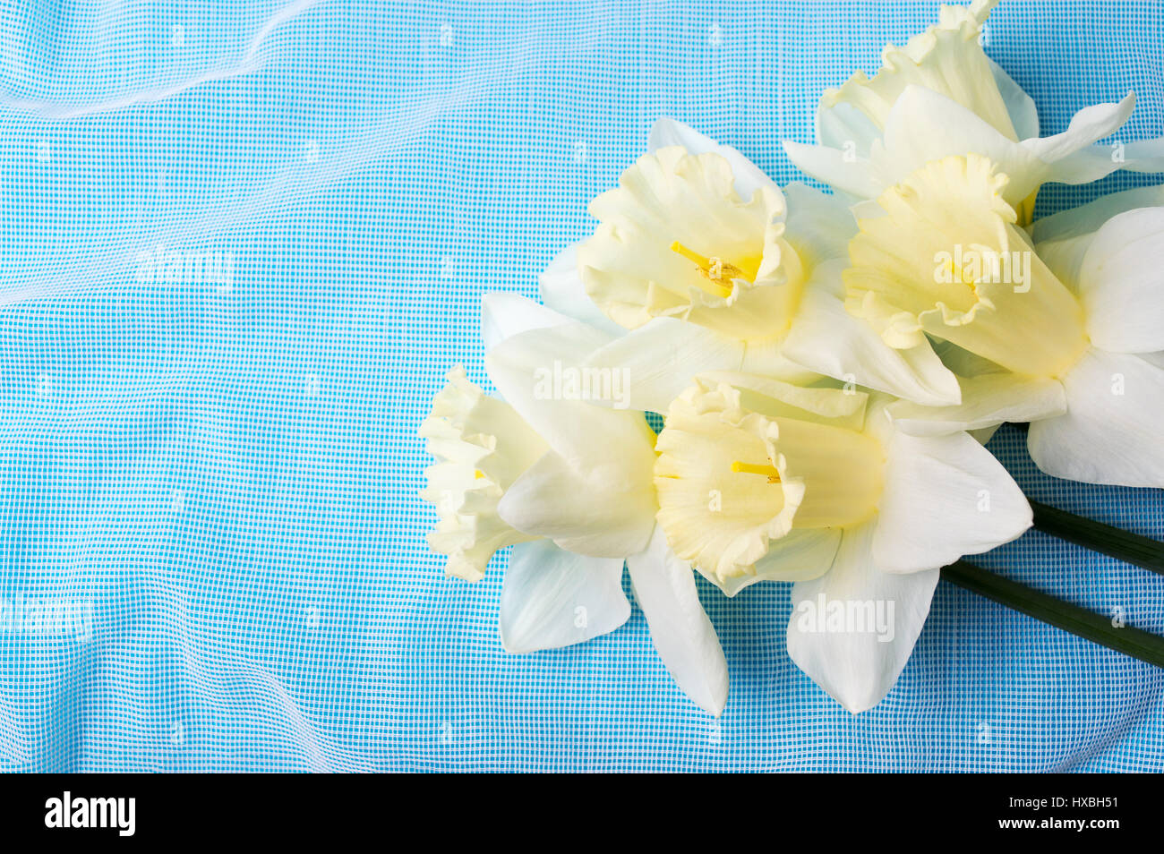 Narcissus flowers against blue background. Spring time Stock Photo