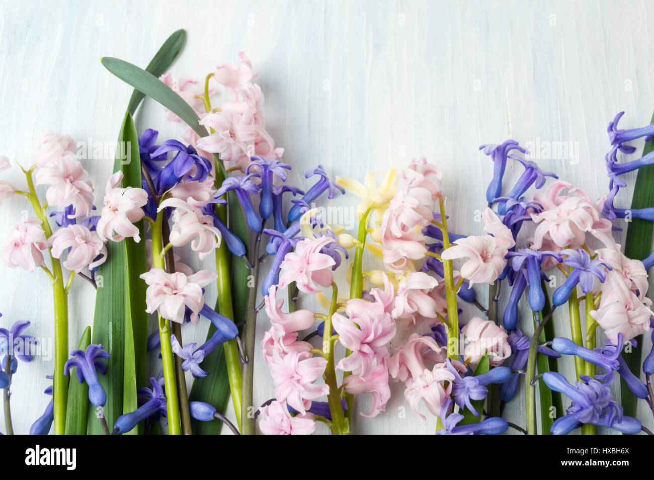 Mixed hyacinth flowers on a wooden table Stock Photo