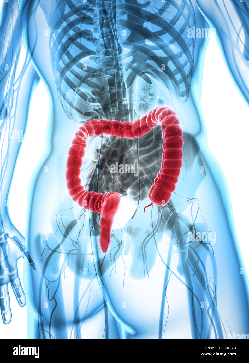 3D illustration of Large Intestine, Part of Digestive System. Stock Photo