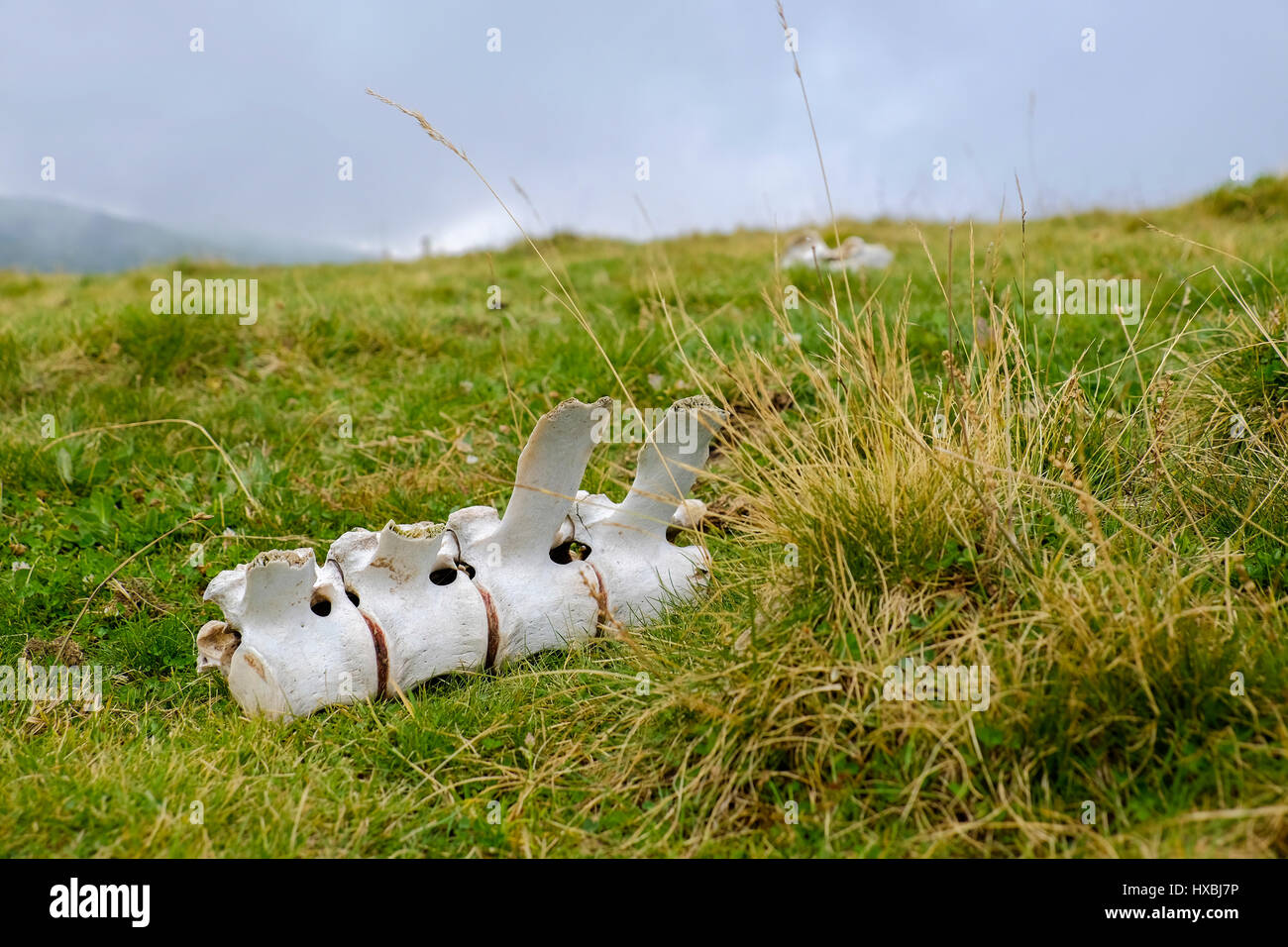 bone fragments of a spinal column lying in the grass Stock Photo