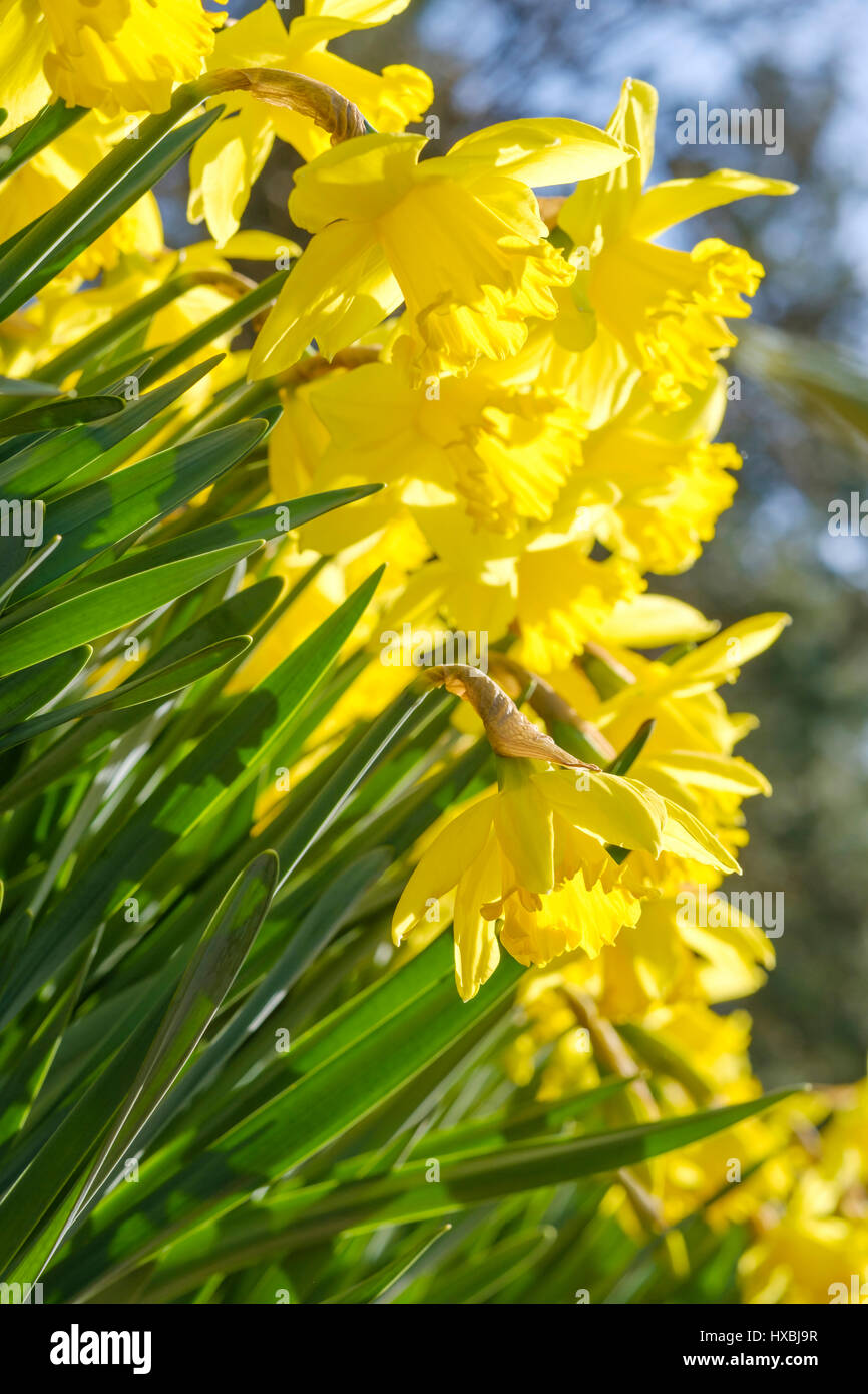 Field with yellow daffodils on april morning in the sun Stock Photo